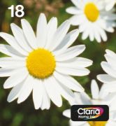 Image de Epson Daisy Multipack EasyMail "Pâquerette" 18 - Encre Claria Home N,C,M,J (C13T18064511)