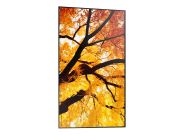Image de Sharp MultiSync PN-M752 189,2 cm (74.5") LED 550 cd/m² 4K Ultra HD Noir 24/7 (PNM752)